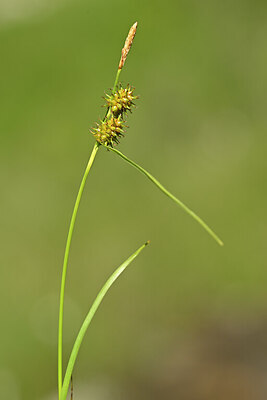 BUITEN BEELD Foto: 444147