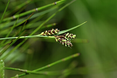 BUITEN BEELD Foto: 444153