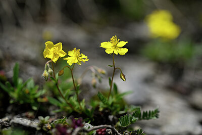 BUITEN BEELD Foto: 444156