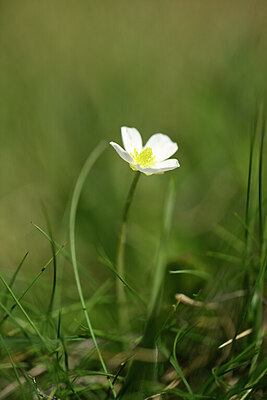 BUITEN BEELD Foto: 444157