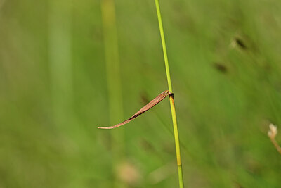 BUITEN BEELD Foto: 444158
