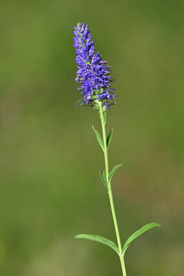BUITEN BEELD Foto: 444159
