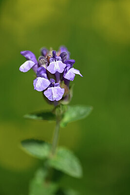 BUITEN BEELD Foto: 444161