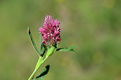 BUITEN BEELD Foto: 444162