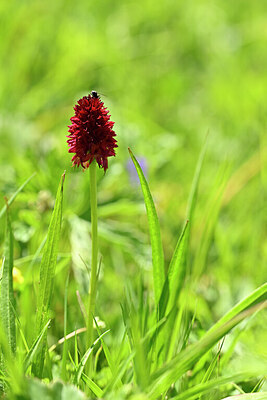 BUITEN BEELD Foto: 444164