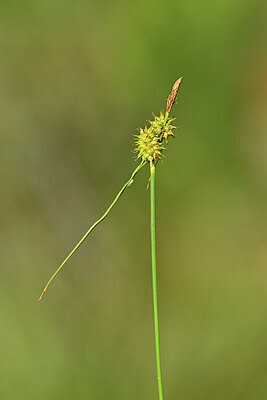 BUITEN BEELD Foto: 444166