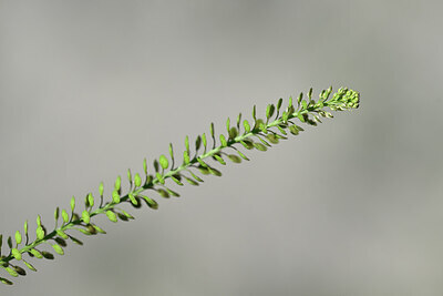 BUITEN BEELD Foto: 444167