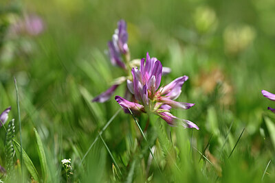 BUITEN BEELD Foto: 444168