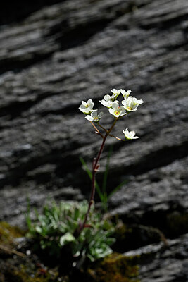 BUITEN BEELD Foto: 444169