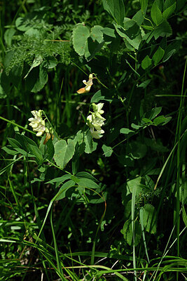 BUITEN BEELD Foto: 444174