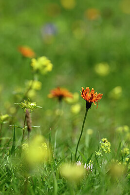 BUITEN BEELD Foto: 444177
