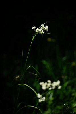 BUITEN BEELD Foto: 444181
