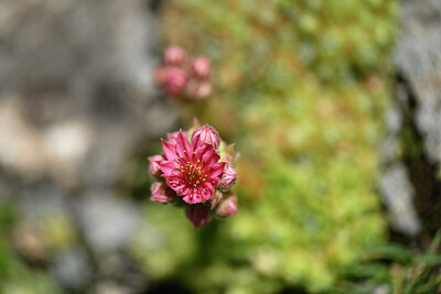 BUITEN BEELD Foto: 444183