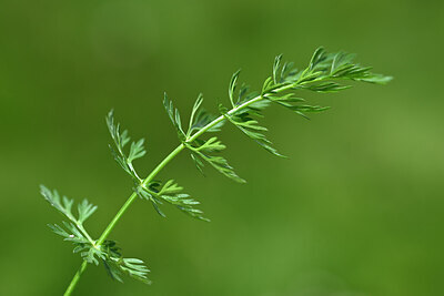 BUITEN BEELD Foto: 444185