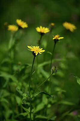 BUITEN BEELD Foto: 444186