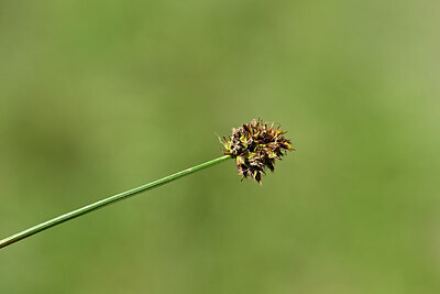 BUITEN BEELD Foto: 444188