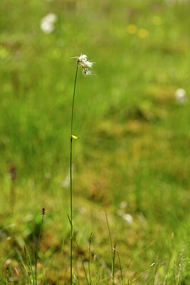 BUITEN BEELD Foto: 444189