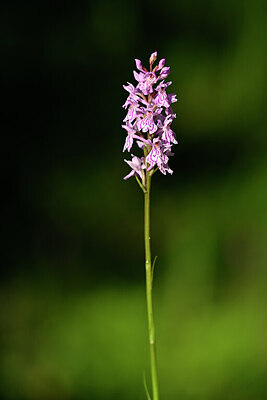 BUITEN BEELD Foto: 444190