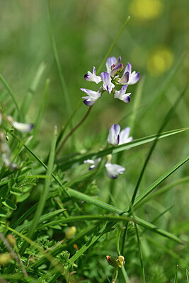 BUITEN BEELD Foto: 444192