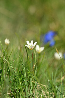 BUITEN BEELD Foto: 444196