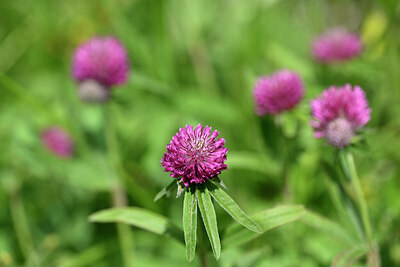 BUITEN BEELD Foto: 444198
