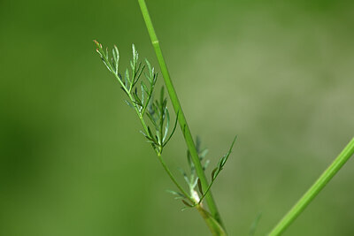 BUITEN BEELD Foto: 444202