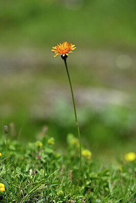 BUITEN BEELD Foto: 444203