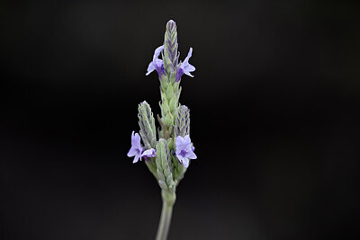 BUITEN BEELD Foto: 444205