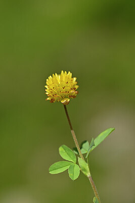 BUITEN BEELD Foto: 444207