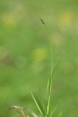 BUITEN BEELD Foto: 444209