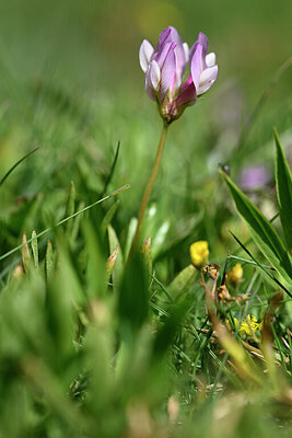 BUITEN BEELD Foto: 444210