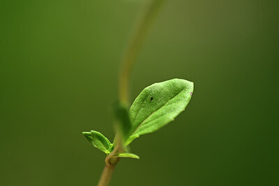 BUITEN BEELD Foto: 444213