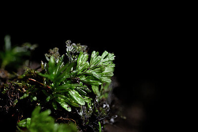 BUITEN BEELD Foto: 444214