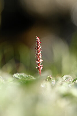 BUITEN BEELD Foto: 444218