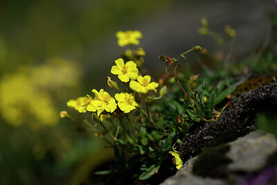 BUITEN BEELD Foto: 444220