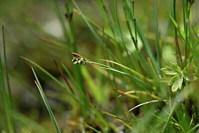 BUITEN BEELD Foto: 444221