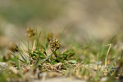 BUITEN BEELD Foto: 444223