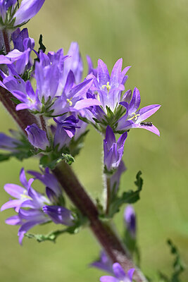 BUITEN BEELD Foto: 444226