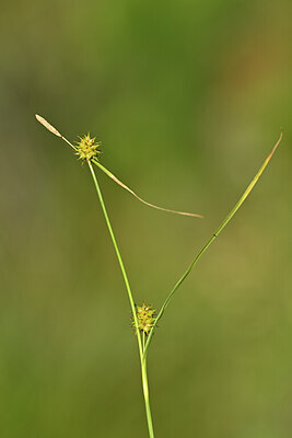 BUITEN BEELD Foto: 444227