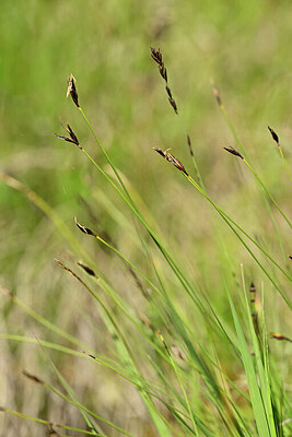 BUITEN BEELD Foto: 444232