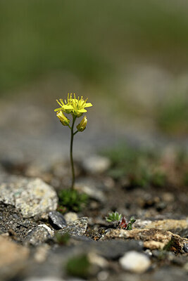 BUITEN BEELD Foto: 444233
