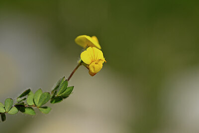BUITEN BEELD Foto: 444234