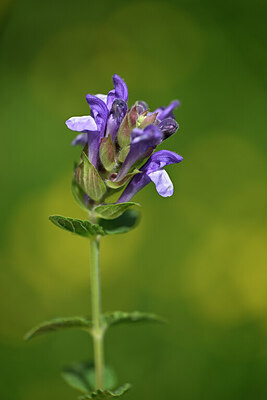 BUITEN BEELD Foto: 444235