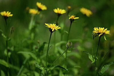 BUITEN BEELD Foto: 444236