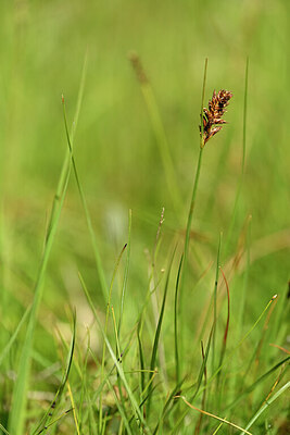 BUITEN BEELD Foto: 444237
