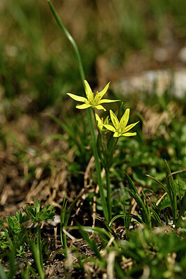 BUITEN BEELD Foto: 444238
