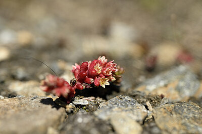 BUITEN BEELD Foto: 444240