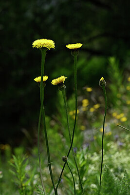 BUITEN BEELD Foto: 444241