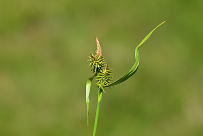 BUITEN BEELD Foto: 444244