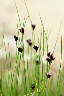 BUITEN BEELD Foto: 444245